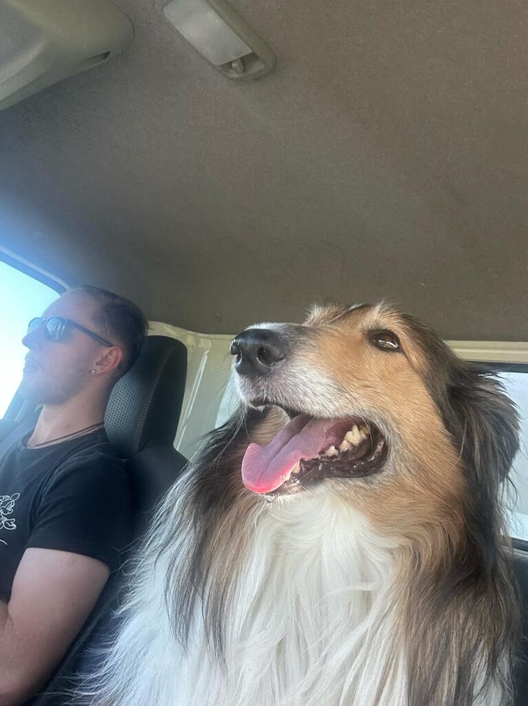 Moving with pets SA